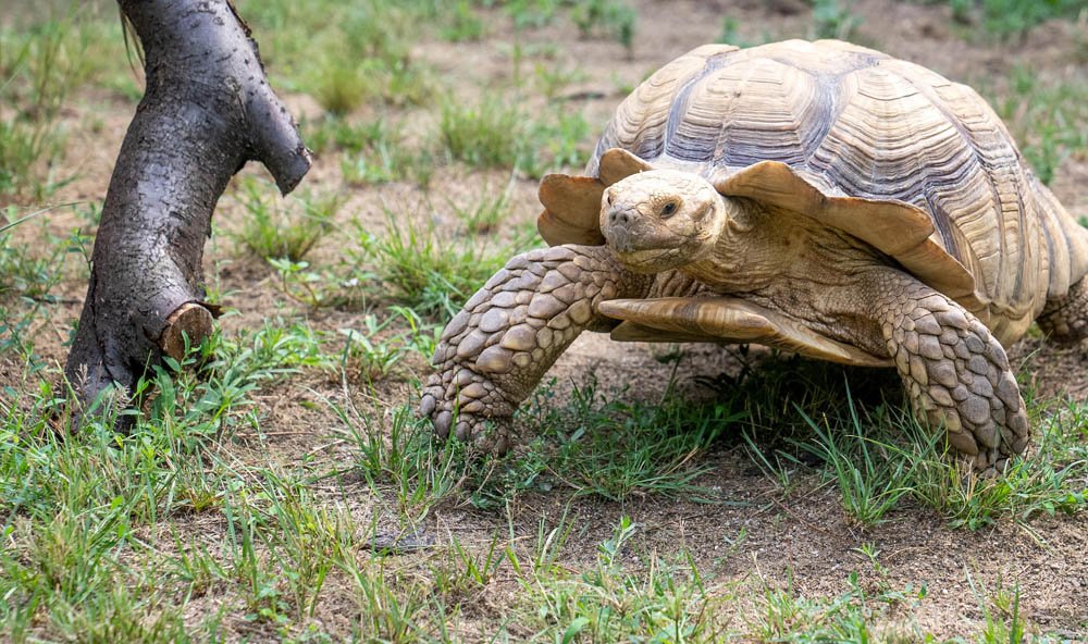 The Turtle Day celebrations are starting at Faruk Yalçın Zoo (1)