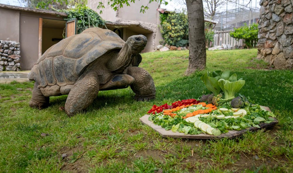 The Turtle Day Celebrations Are Starting At Faruk Yalçın Zoo (2)