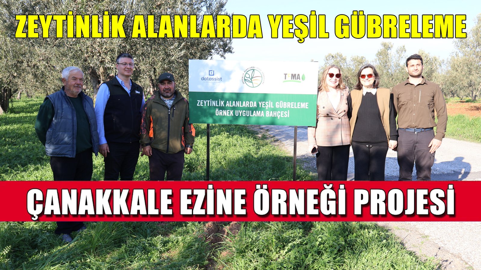 Nature based Solution in Ezine Olive Groves Drought Resilience Will Increase with Green Manuring.